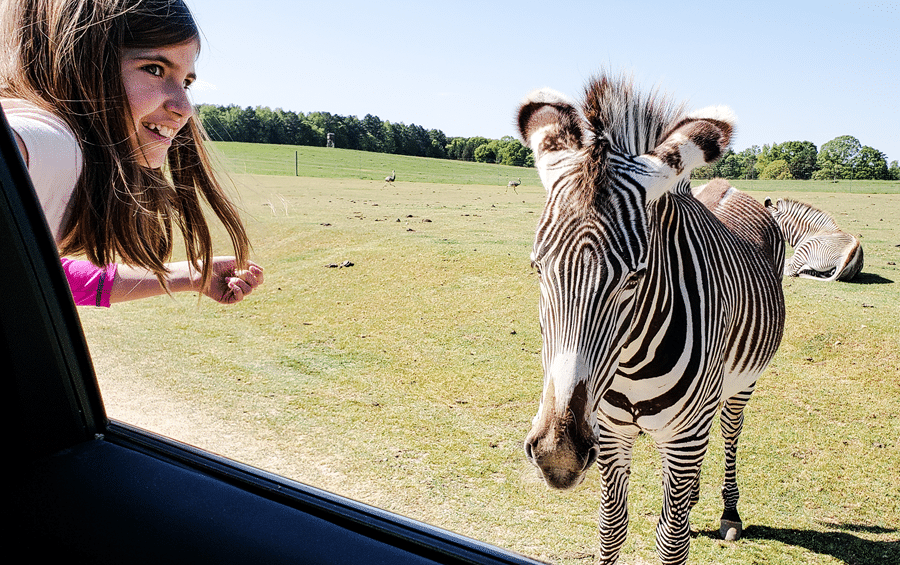 Fredericksburg Zebra Hunt