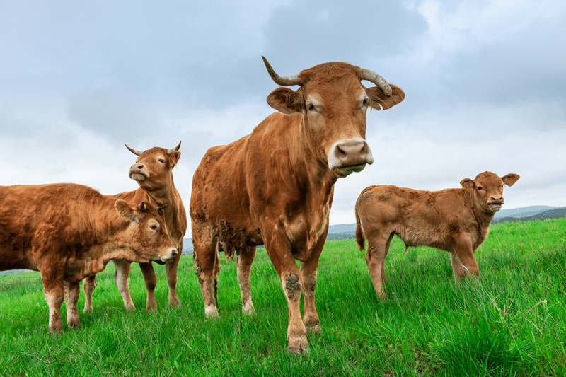 livestock animals