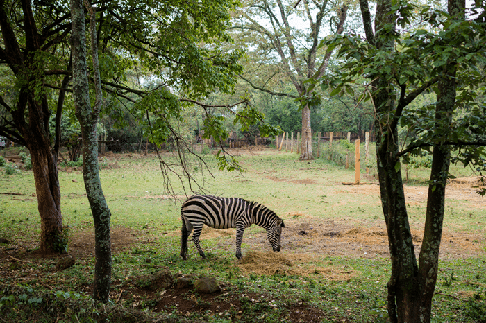 Texas Hill Country Top Zebra Hunting Leasing