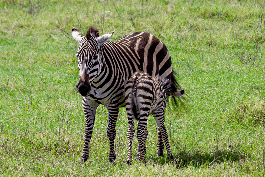 What You’ll Love About Zebra “Hunting” at Avery Ridge Ranch