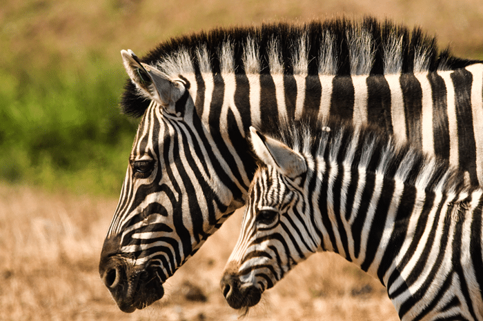 Why Buy Zebras from Avery Ridge Ranch?