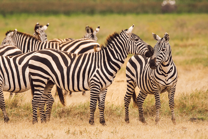 Why Families Love Our Zebra Petting Zoo in Fredericksburg Texas