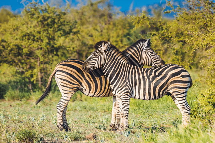 Why Our Zebra Safari Hunts Stand Out