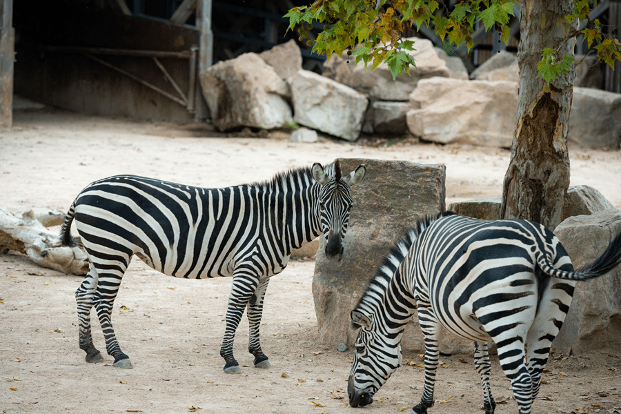 Fredericksburg Texas Zebra Petting Zoo
