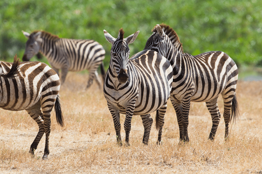 Fredericksburg in Texas Zebra for Sale
