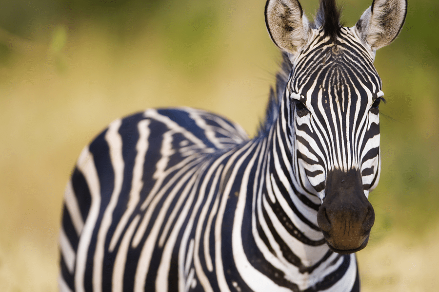 Texas Zebra for Sale