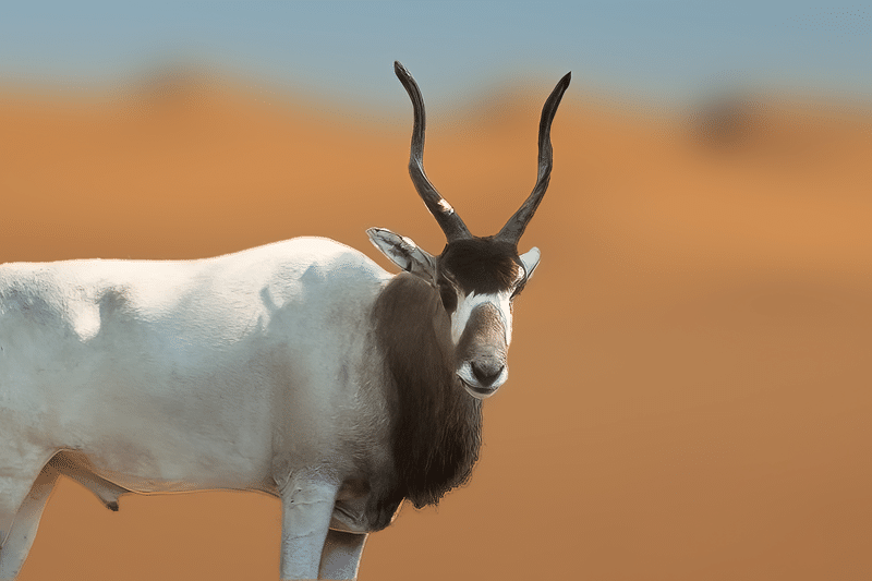addax for sale texas