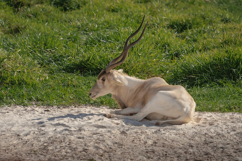 addax hunts in texas
