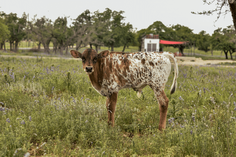 affordable airbnb to stay in fredericksburg texas