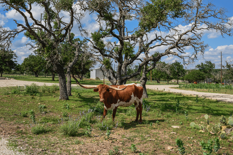 affordable bed and breakfast to stay in fredericksburg texas