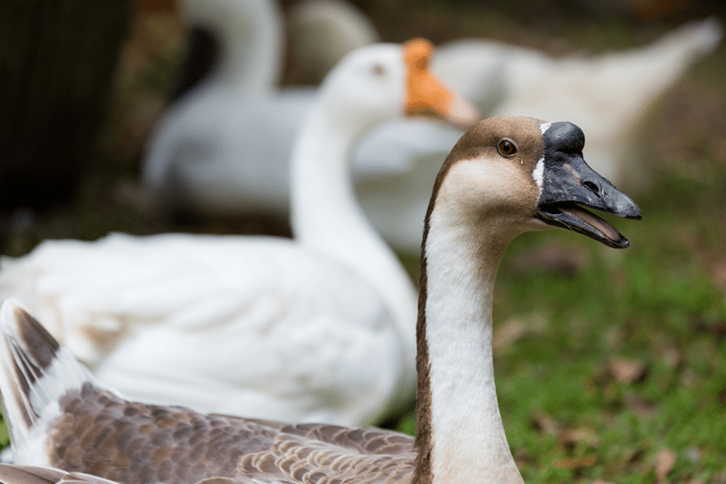 african geese for sale in fredericksburg texas