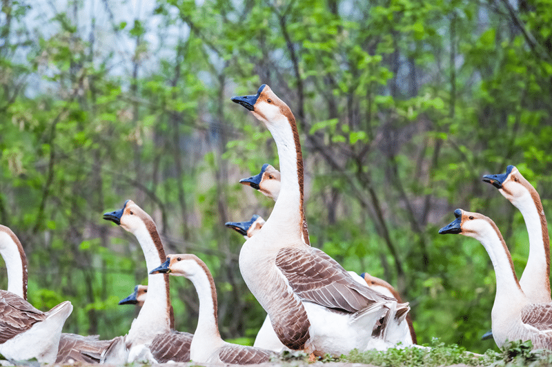 african geese