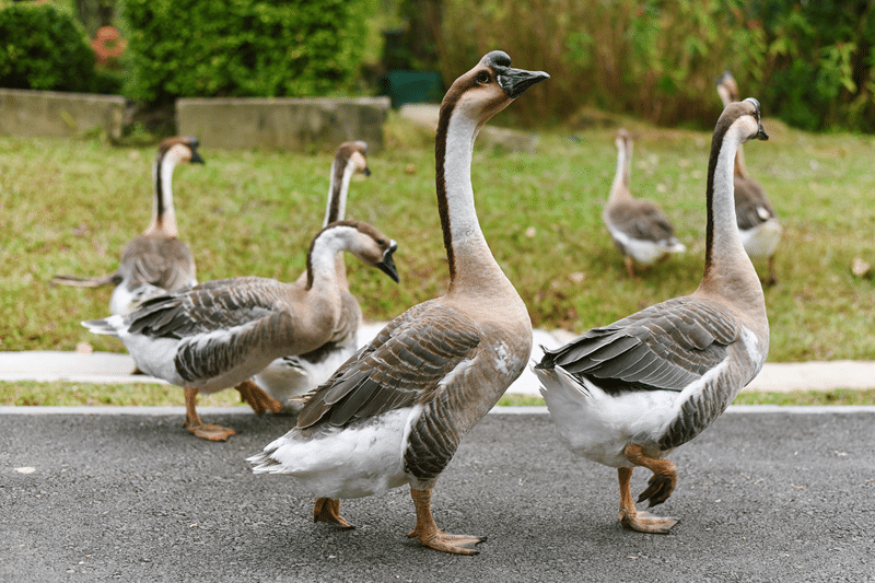 african goose auction in fredericksburg texas