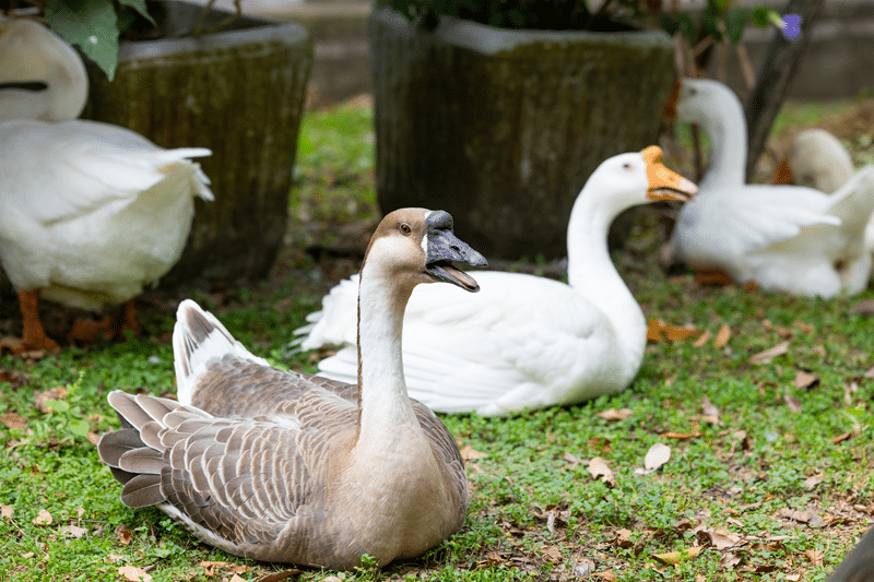 african goose no kill sanctuary in fredericksburg texas