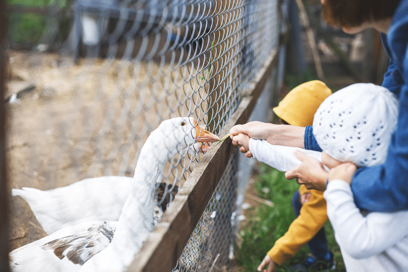 african goose petting zoo in fredericksburg texas