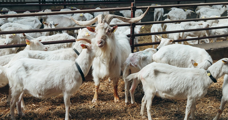animal sales