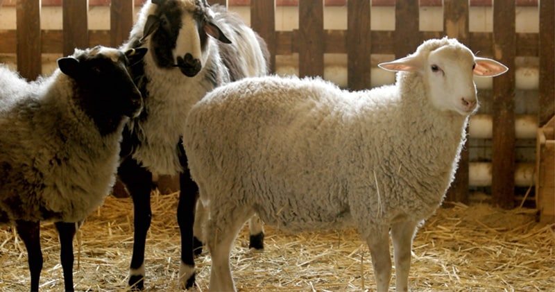 animal seasonal auctions