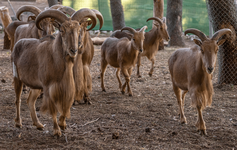 aoudad sheep for sale texas