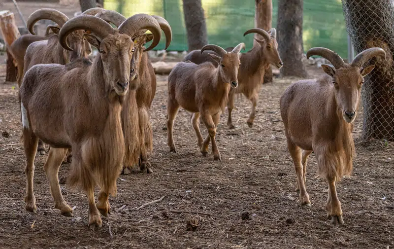 aoudad sheep for sale texas