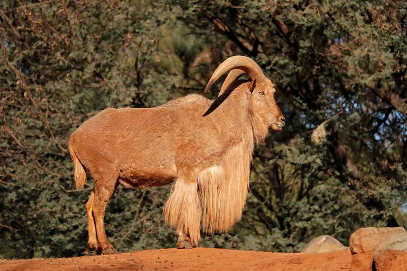 aoudad sheep hunts texas
