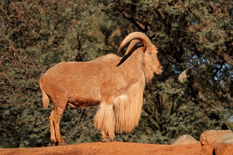 aoudad sheep hunts texas