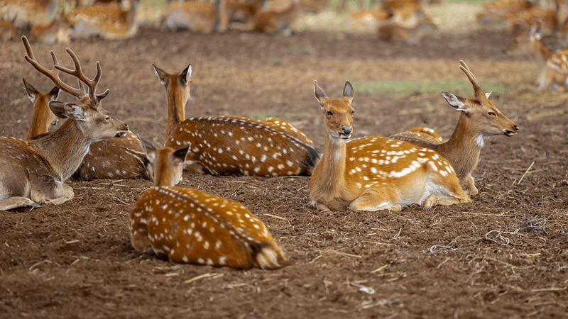axis deer for sale texas