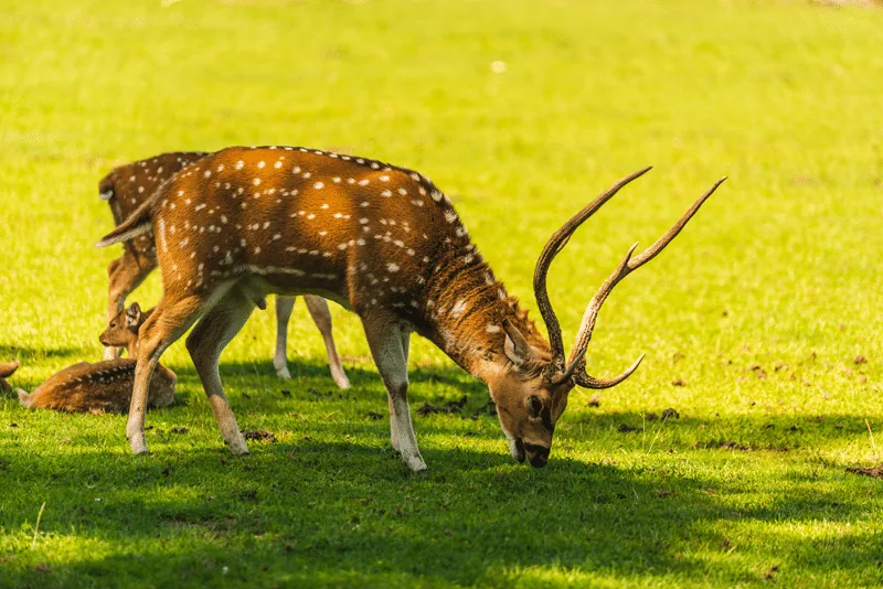 axis deer hunts in texas