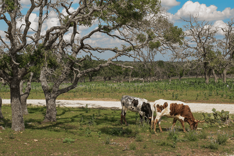 best bed and breakfast to stay close to downtown fredericksburg texas