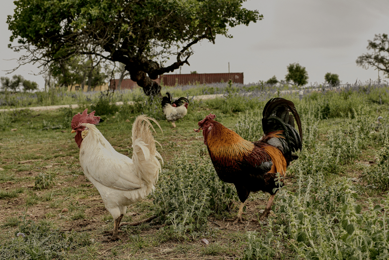 Chickens roaming on a lush green lawn near a tree, showcasing the serene outdoor setting of Fredericksburg Bed and Breakfast, ideal for wine lovers seeking unique experiences.