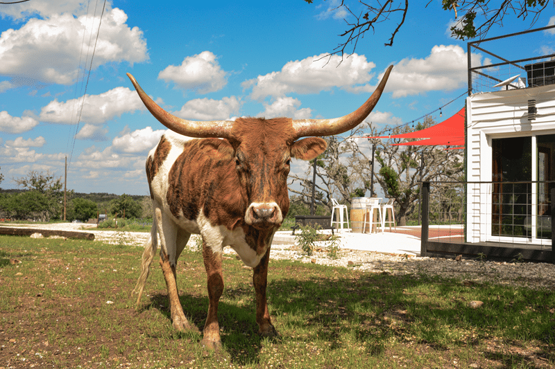 Longhorn steer grazing on green grass near a modern bed and breakfast with outdoor seating in Fredericksburg, Texas, showcasing the property's pet-friendly atmosphere.
