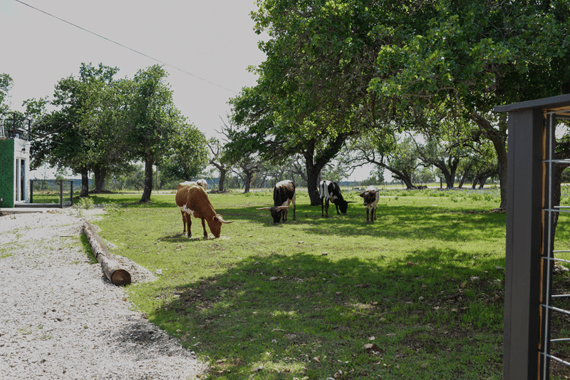 Cows grazing on a lush green pasture near a pet-friendly bed and breakfast in Fredericksburg, Texas, surrounded by trees and a rustic pathway.
