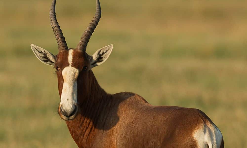 Blesbok for Sale in Fredericksburg Texas