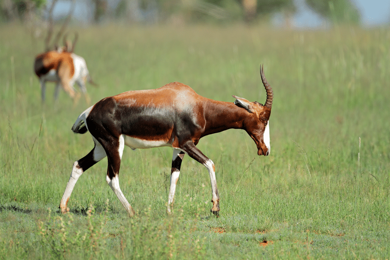 blesbok hunts texas