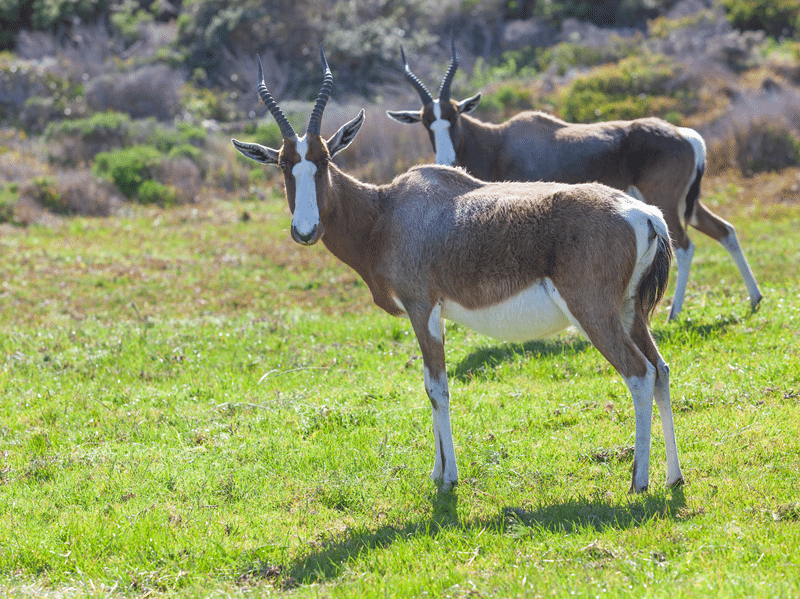 blesbok in texas