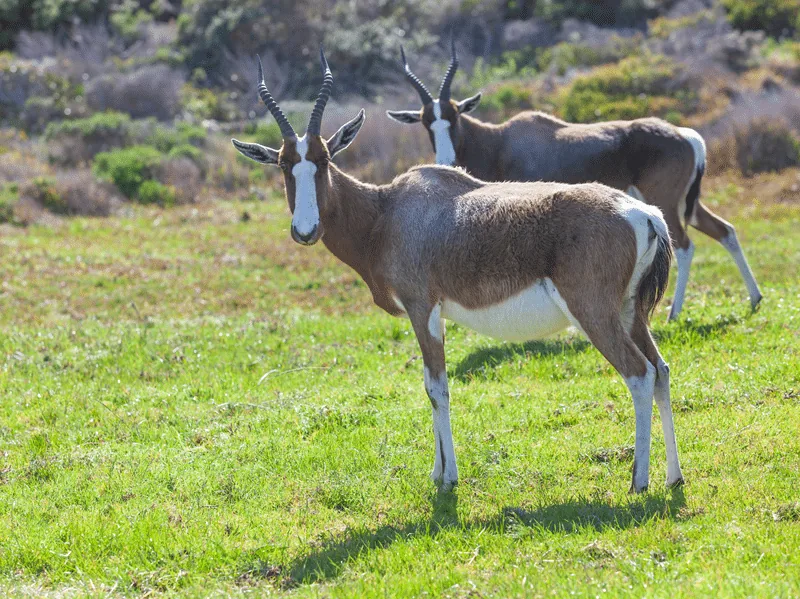 blesbok in texas