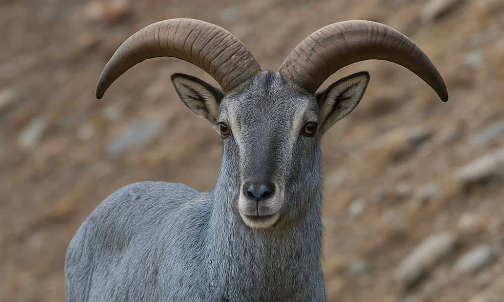 Blue Sheep for Sale in Fredericksburg Texas