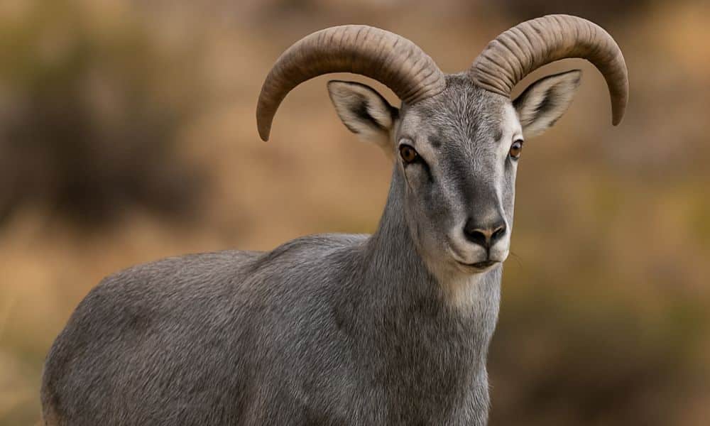Blue Sheep for Sale in Fredericksburg Texas