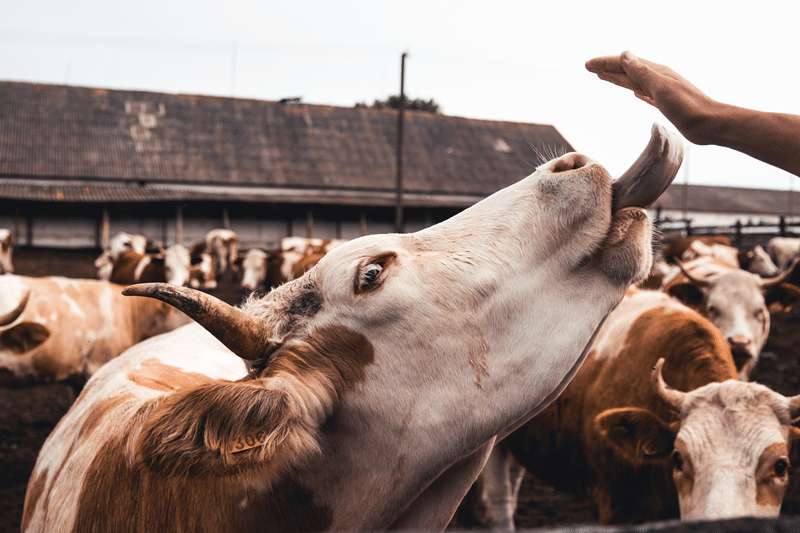 cow auction in fredericksburg texas