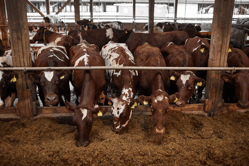 cow no kill sanctuary in fredericksburg texas
