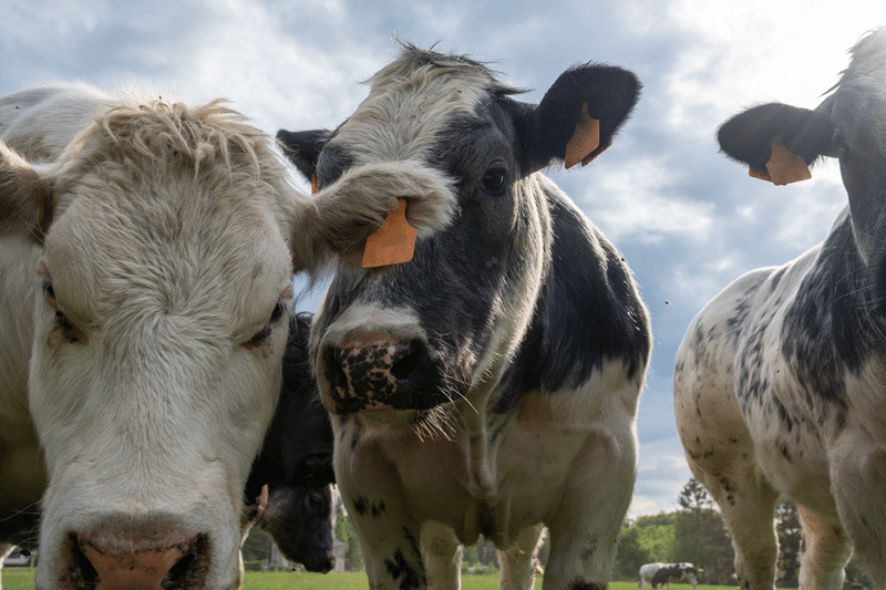 cows for sale in fredericksburg texas