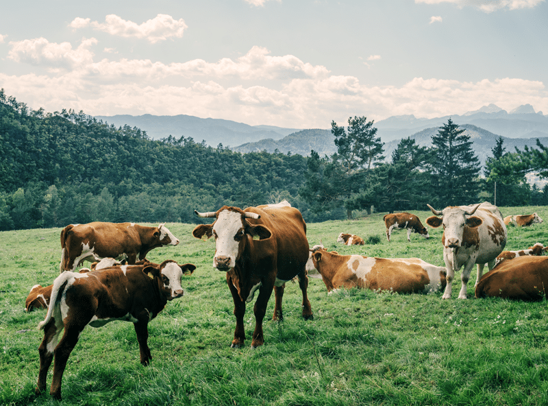 cows