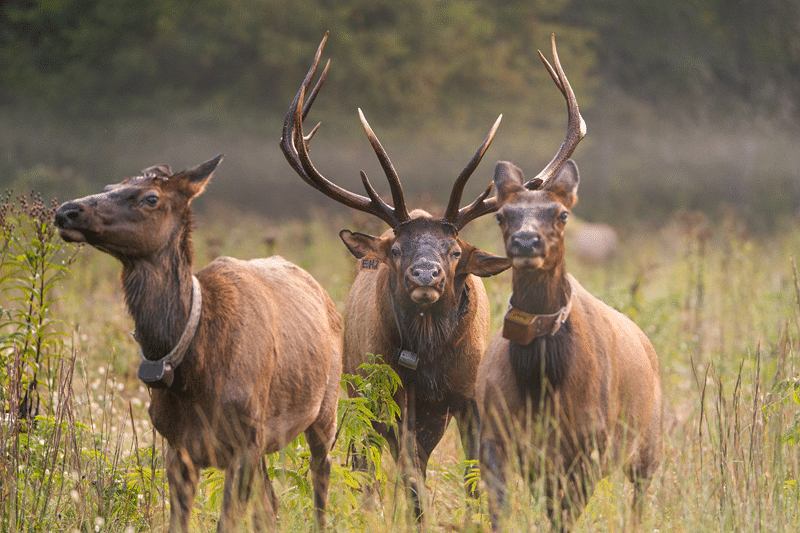 elk for sale texas