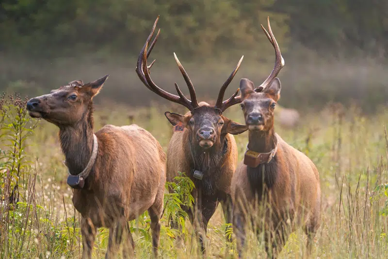 elk for sale texas
