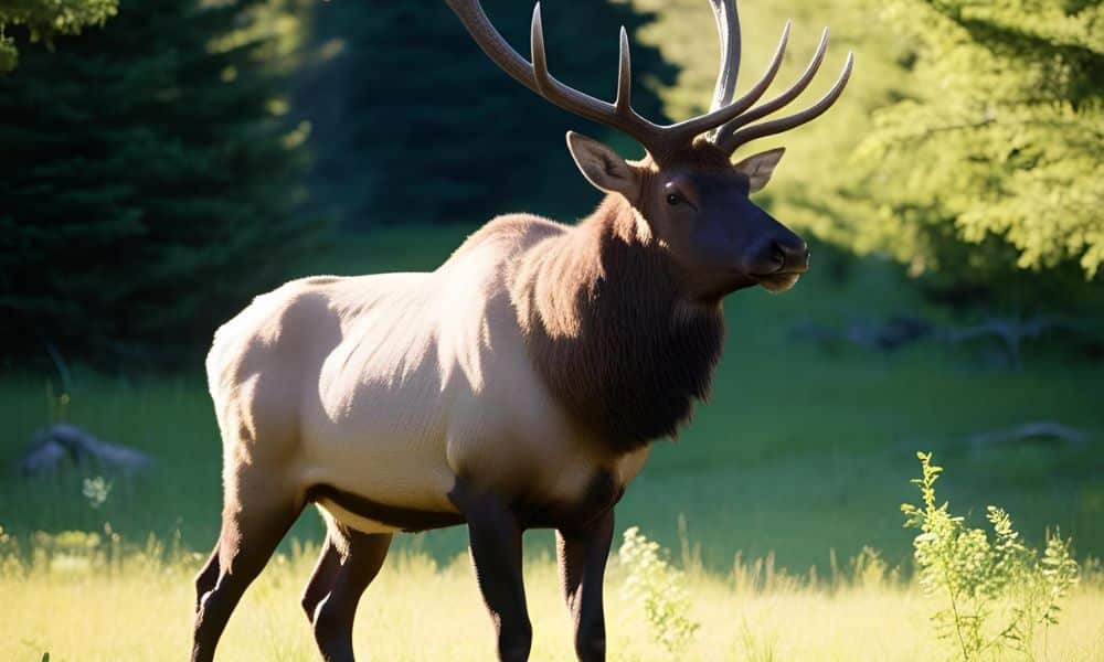 Elk for Sale in Fredericksburg Texas