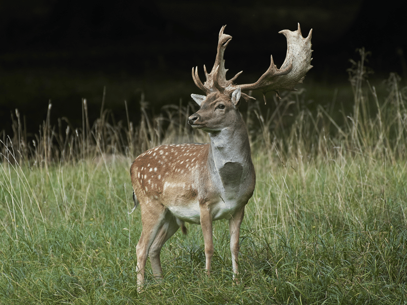 fallow deer for sale in texas
