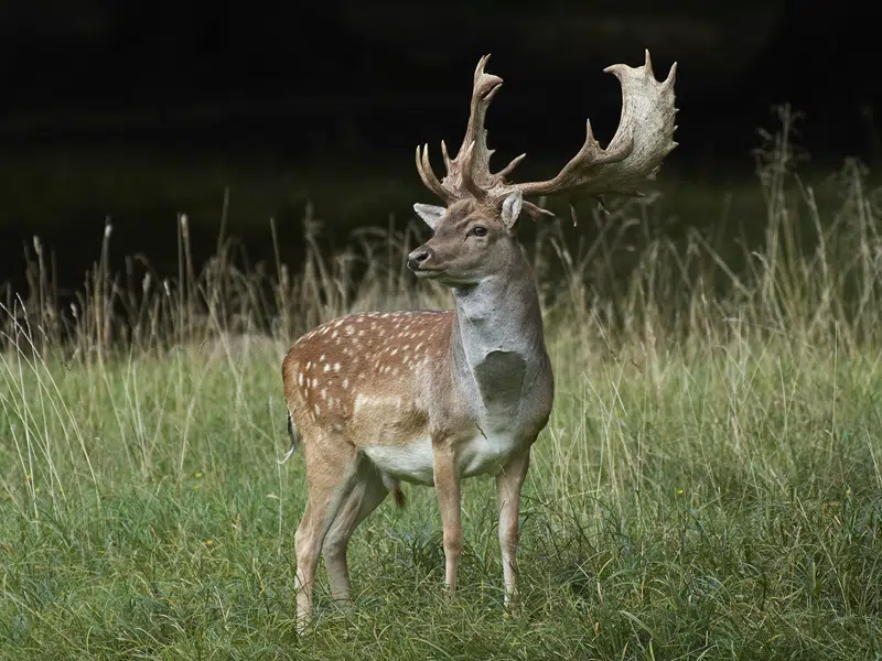 fallow deer for sale in texas