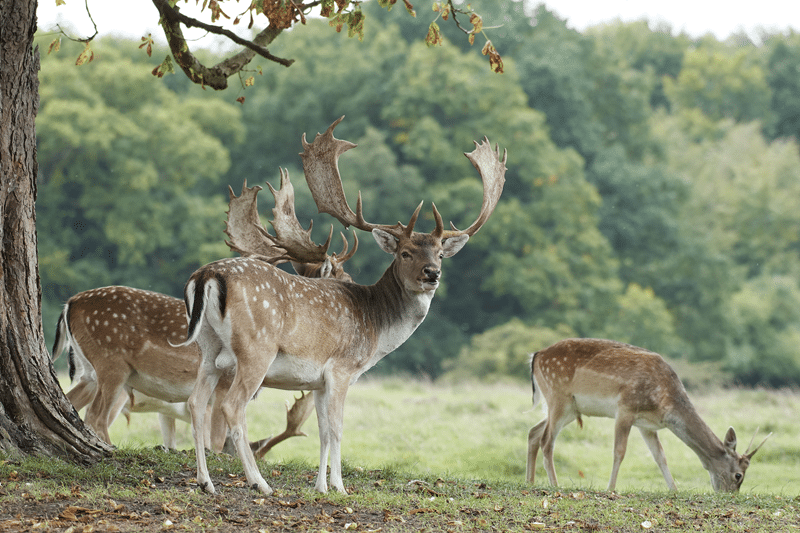 fallow deer hunting benefits at avery ridge ranch