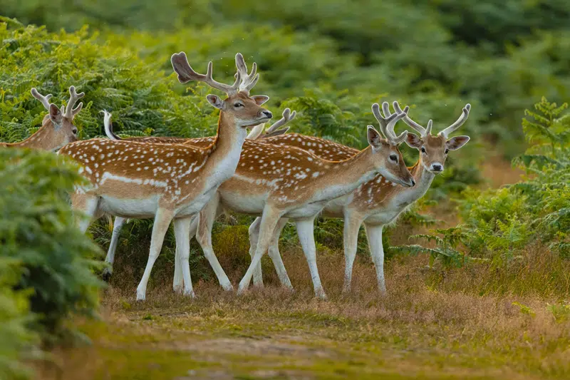 fallow deer hunts in texas