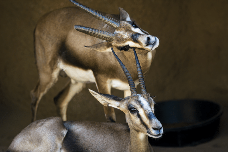 fredericksburg texas grants gazelle petting zoo highlights