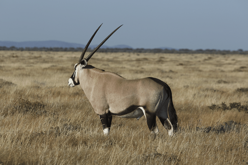 gemsbok for sale texas